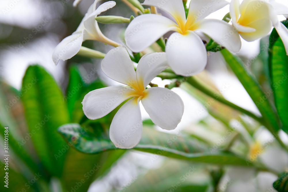 hawaiian plumeria hawaiian plumeria