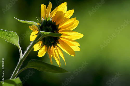 sonnenblume von hinten mit sonnenlicht photo