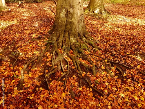 Roots of a tree in Autumn
