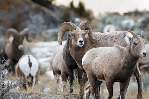 Rocky Mountain Bighorn Sheep in Montana