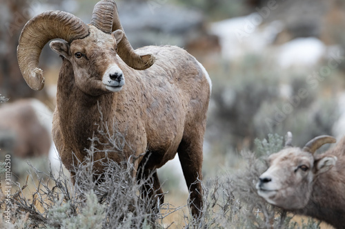 Rocky Mountain Bighorn Sheep in Montana