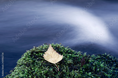 Photography leaf, tree in water, sweden, sverige, nacka, stockholm