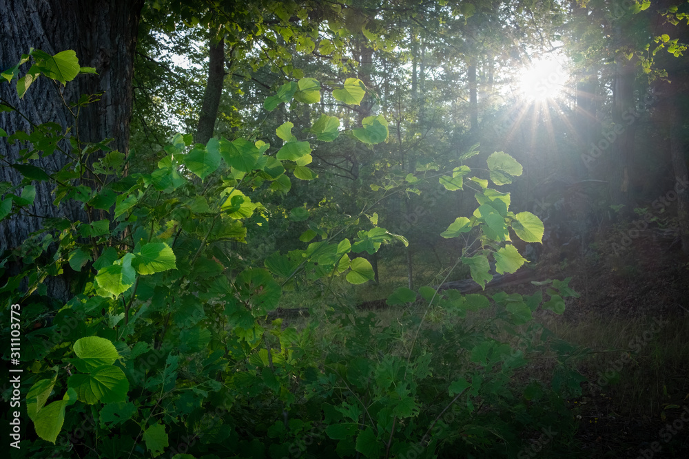 Fototapeta Sunbeams shine through trees in forest, Turku, Finland.