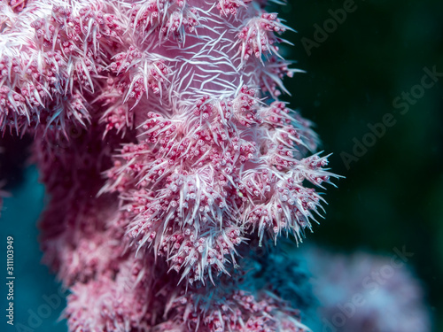 Close-up of pink soft coral on a tropical reef underwater