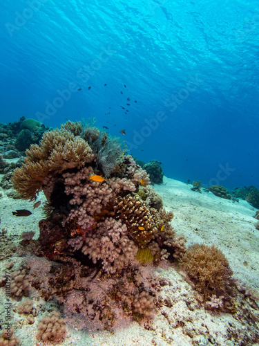 A tropical coral reef