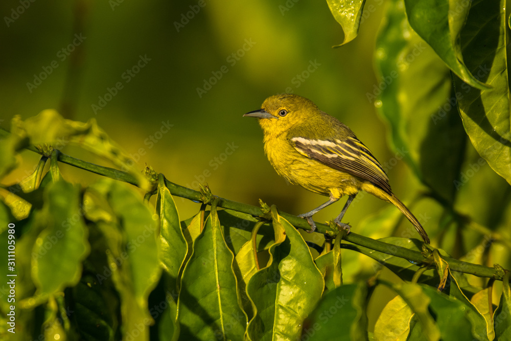 Obraz premium Common Iora / Aegithina tiphia