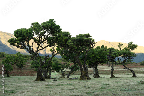 Mystical curved trees in Fanal a place of rare beauty in the middle of the Laurissilva Forest. Old twisted laurel trees during autumn mist. Natural wonder in Portuguese island Madeira.