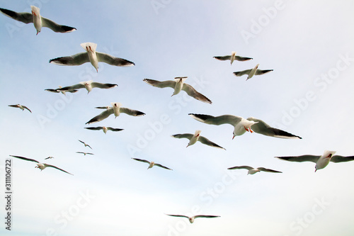 Group of seagulls flying into the sky