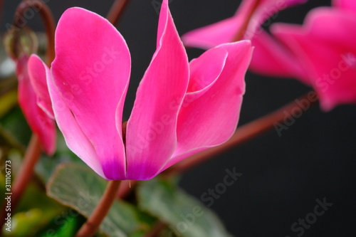 cyclamen flower