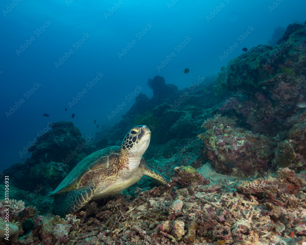 A sea turtle on the bottom of a tropical reef A sea turtle on the bottom of a tropical reef