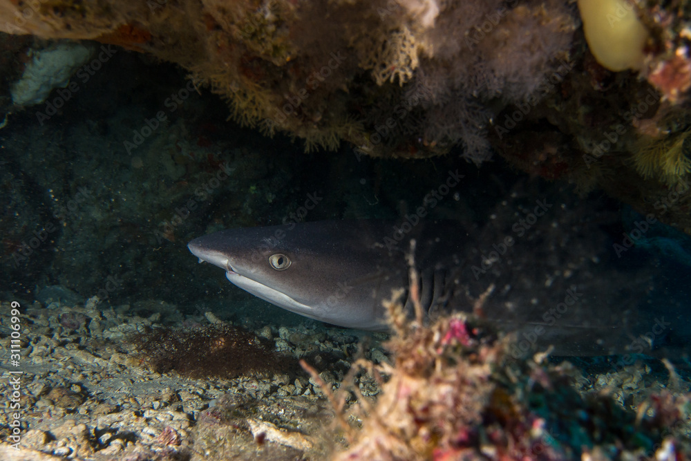 Fototapeta premium A white tip reef shark hiding in a small cave underwater
