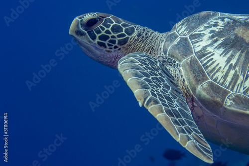 Cloes up of the face of a green sea turtle swimming underwater