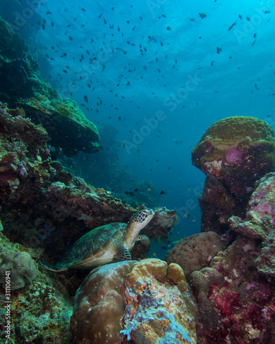 A sea turtle on the bottom of a tropical reef