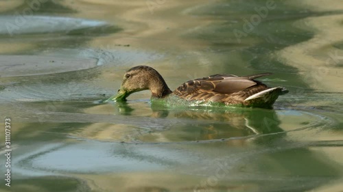 Wild duck mallard (Anas platyrhynchos) swimming in polluted water photo