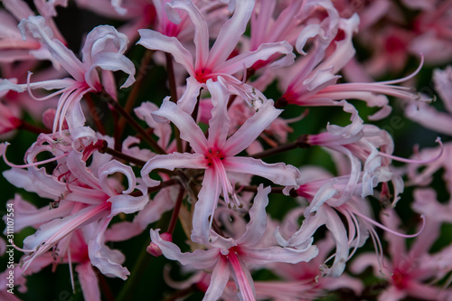 Canvas Print Red and white mixed colored lycoris flowers blooming by the roadside