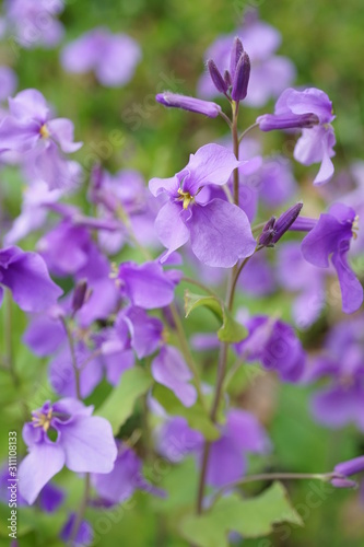 オオアラセイトウ 大紫羅欄花 花 花びら 紫 屋外 マクロ Stock Photo Adobe Stock オオアラセイトウ 大紫羅欄花 花 花びら 紫 屋外 マクロ Stock Photo Adobe Stock