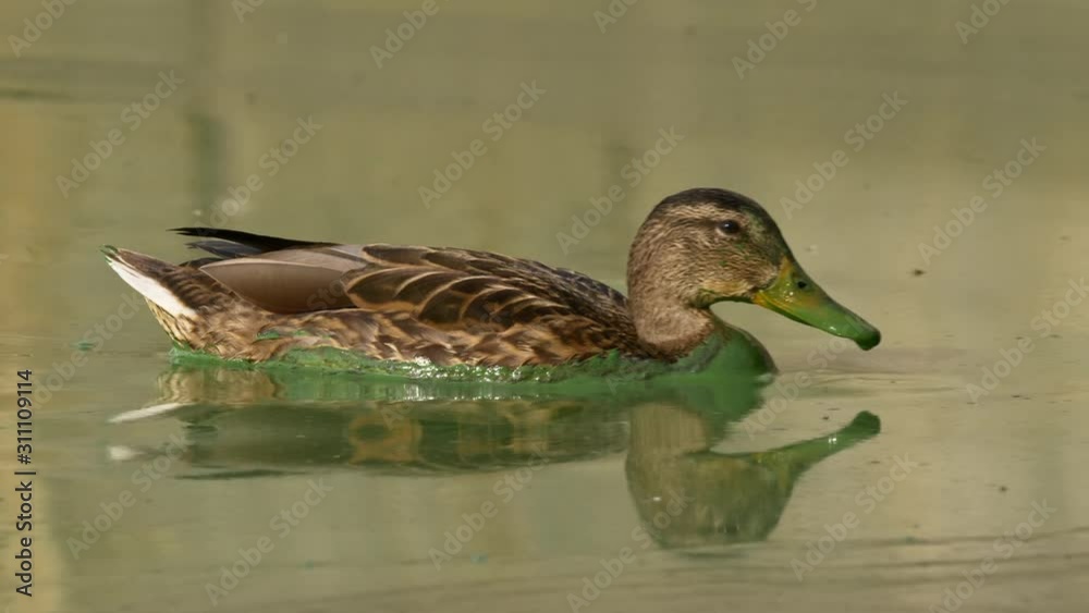 Wild duck mallard swimming in polluted water