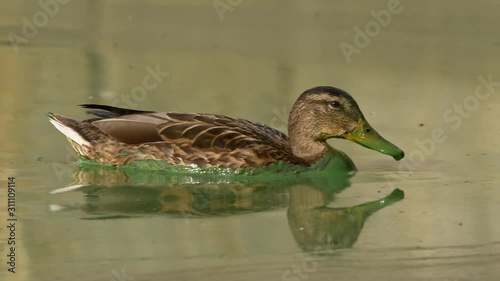 Wild duck mallard swimming in polluted water photo