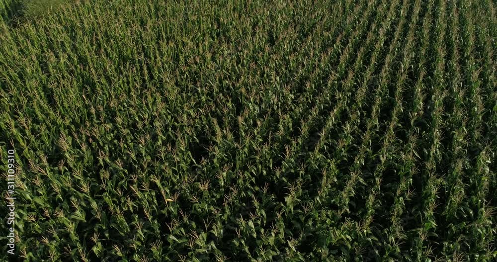 Aerial view of the maize and soybean field from drone Aerial view of the maize and soybean field from drone