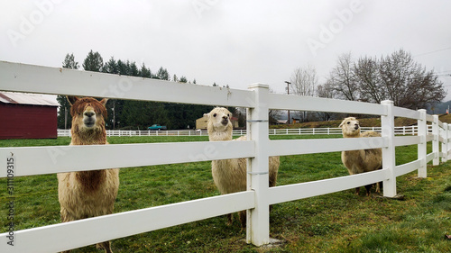 Three friendly happy majestic alpacas with a barn and birds flying in the background and a white picket fence and green grass in the fall in washington state