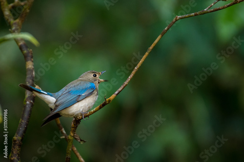 Blue-and-white (or Zappeys) Flycatcher