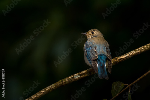 Blue-and-white (or Zappeys) Flycatcher photo