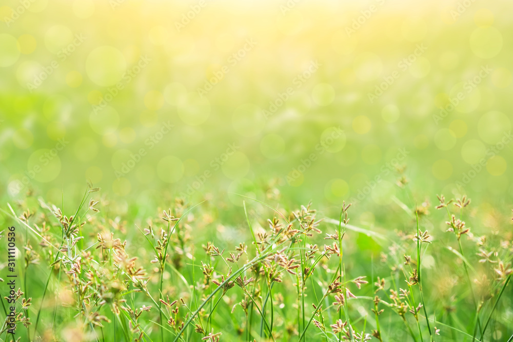 Fototapeta premium Green grass flower in soft focus background