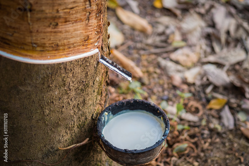 Rubber latex of rubber trees in Thailand