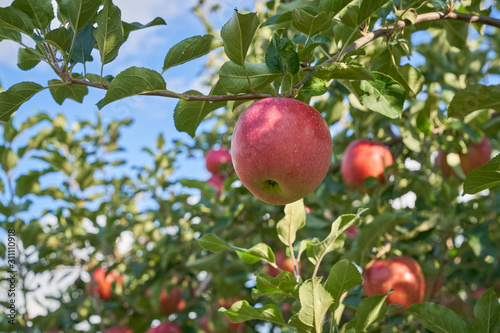 japanese apple fruits farm in blue sky