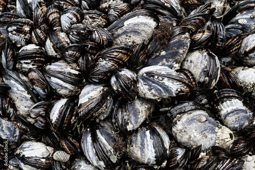 Mussels detail