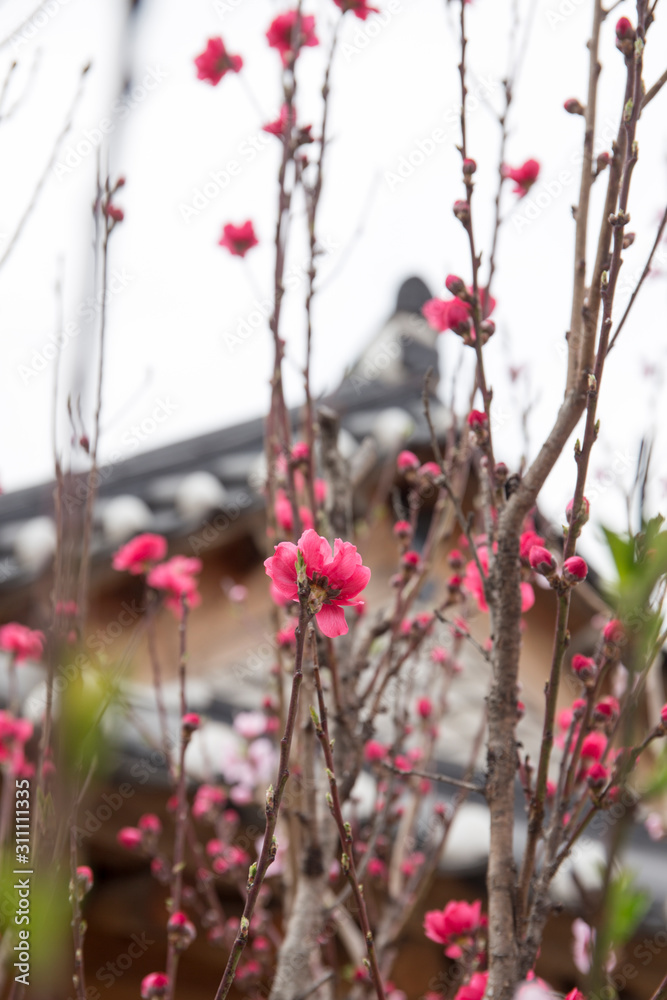 Spring flower in Korea temple background Spring flower in Korea temple background
