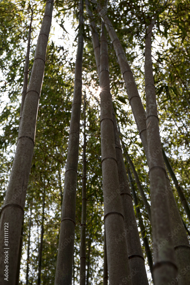 Fototapeta premium Bamboo tree