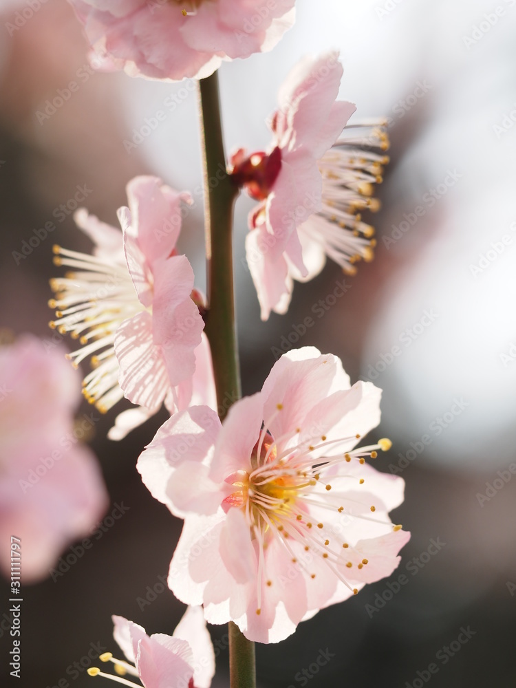 満開の大寒桜の咲く日本の春の風景 Stock Photo Adobe Stock