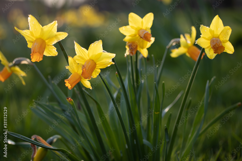 Close up yellow and white daffodils flowers spring field