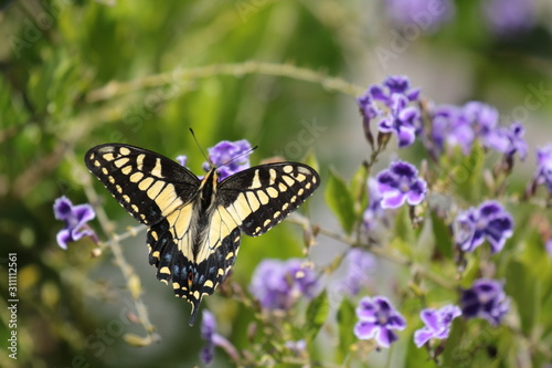 Joyful Bright Butterfly © KevinSu