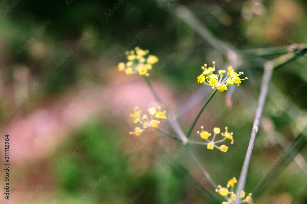 Detail of the yellow flowers of the medicinal plant of fennel, with unfocused background. Detail of the yellow flowers of the medicinal plant of fennel, with unfocused background.