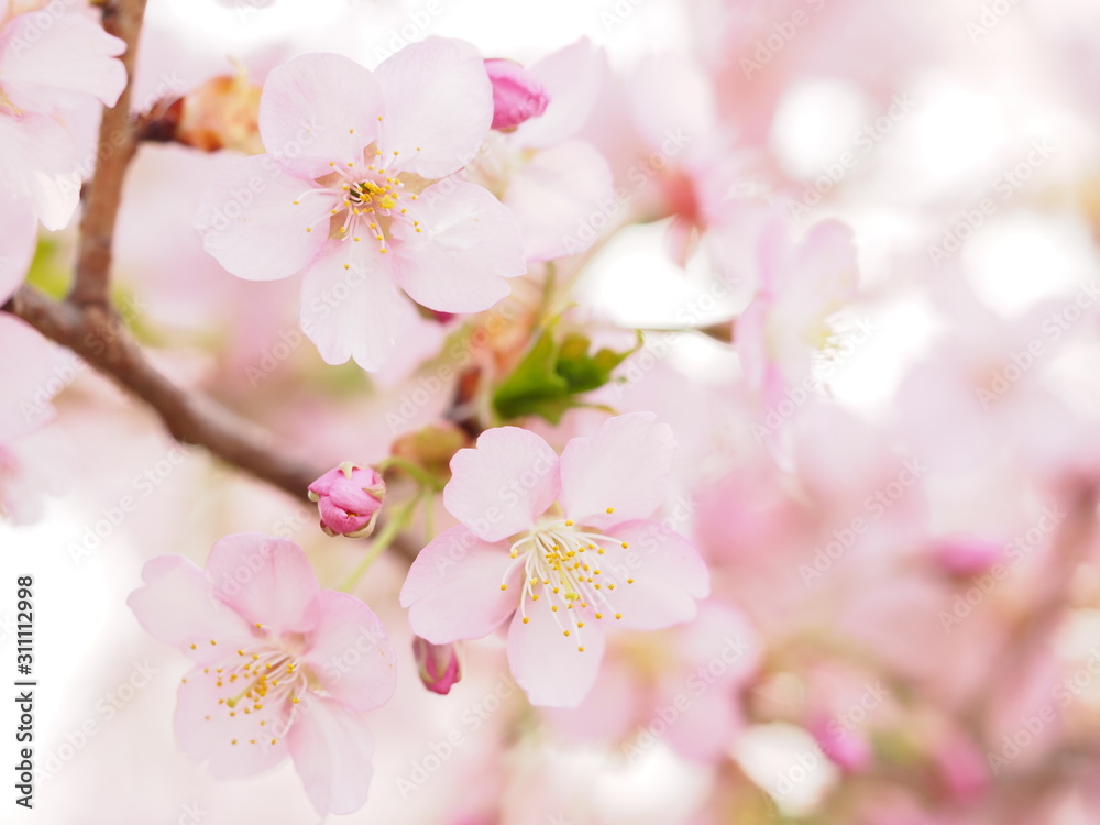 満開の河津桜の咲く日本の春の風景