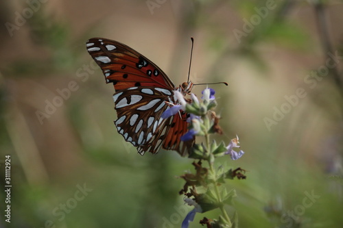 Joyful Fritillary Butterfly
