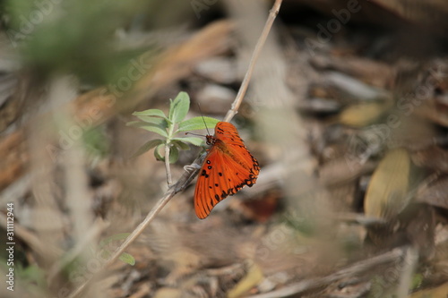 Joyful Fritillary Butterfly