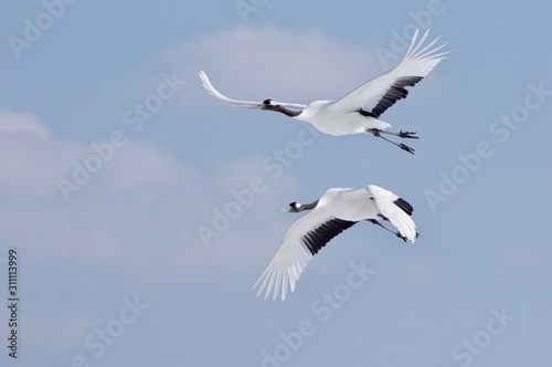 Red-crowned Cranes in flight　丹頂カップル飛翔　北海道