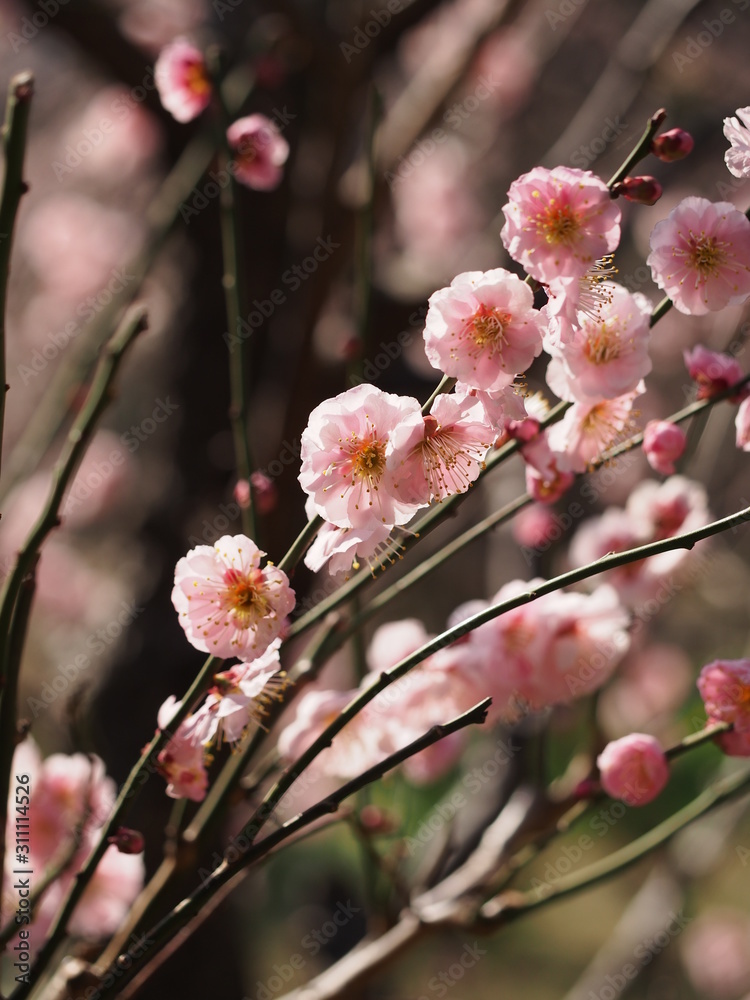 小石川後楽園で満開の梅の花 小石川後楽園で満開の梅の花