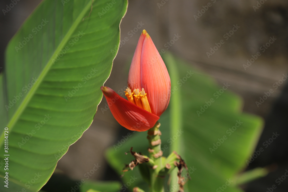 Close up Banana Blossom , Banana flower on banana tree Close up Banana Blossom , Banana flower on banana tree