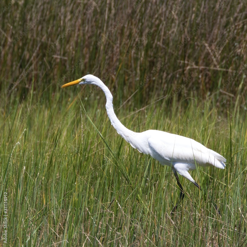 Fototapeta premium Great Egret in the marsh