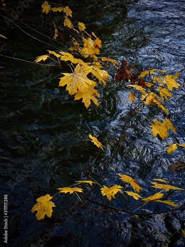 yellow maple leaf on water