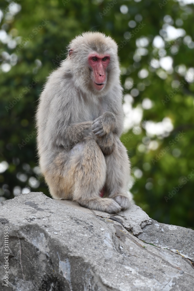 Naklejka premium ニホンザル