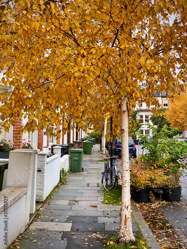 autumn in the city with yellow birch trees