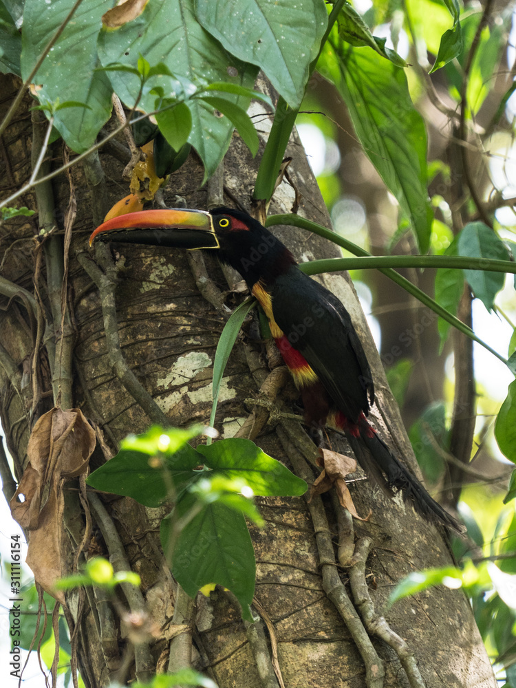 rainbow billed toucan sitting in jungle rainbow billed toucan sitting in jungle