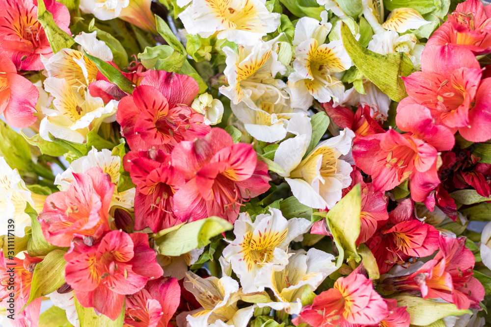 Alstroemeria, usually called astromelia or field lily, lily of Peru or lily of the Incas Alstroemeria, usually called astromelia or field lily, lily of Peru or lily of the Incas