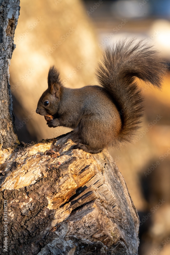 Obraz premium エゾリス