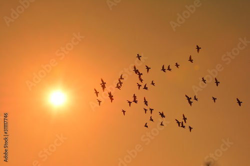 Sunset and flock of birds © tamayura39